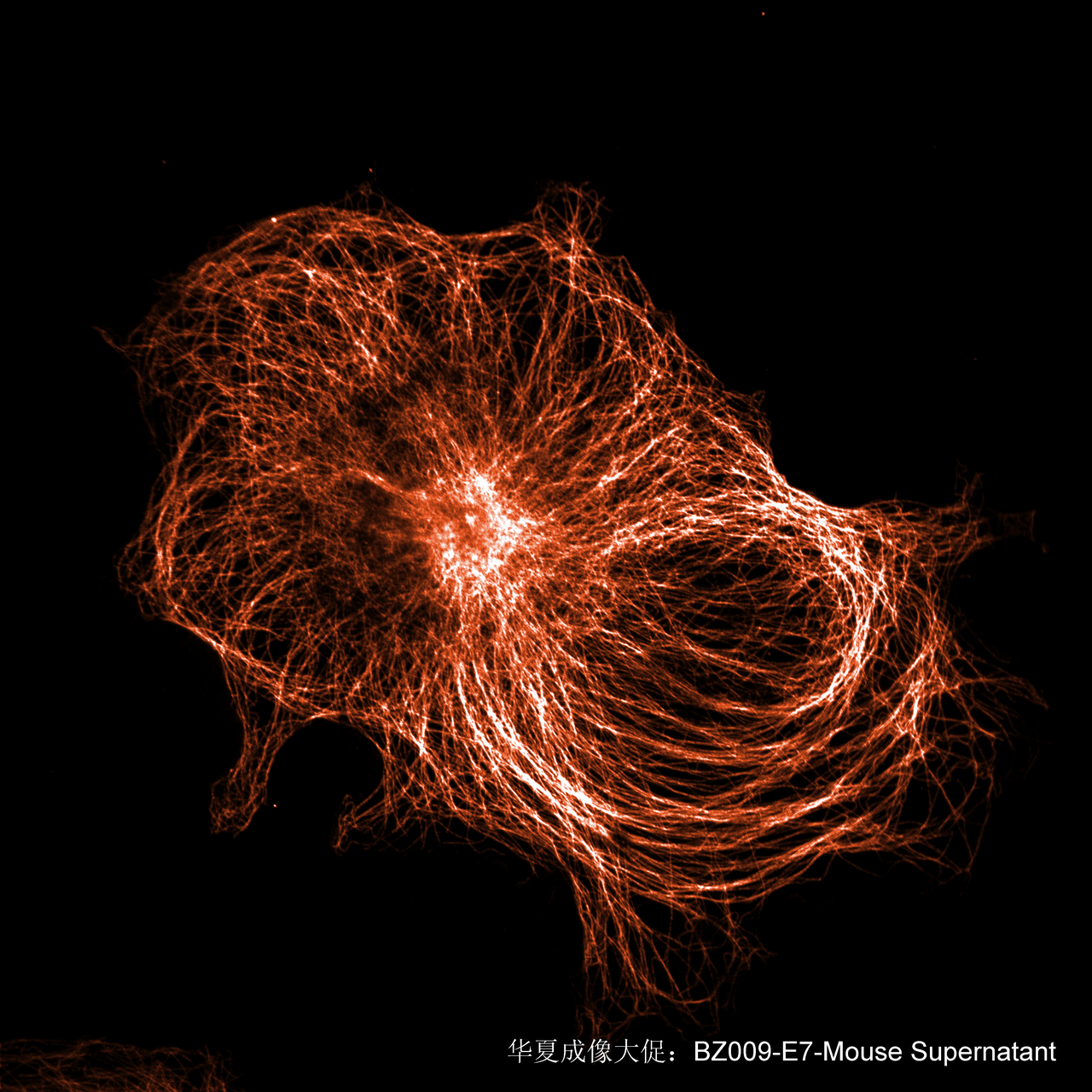 E7-Mouse Supernatant