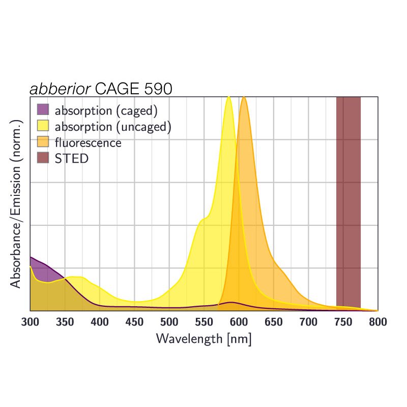 abberior-cage-590-phalloidin-20-lg.jpg