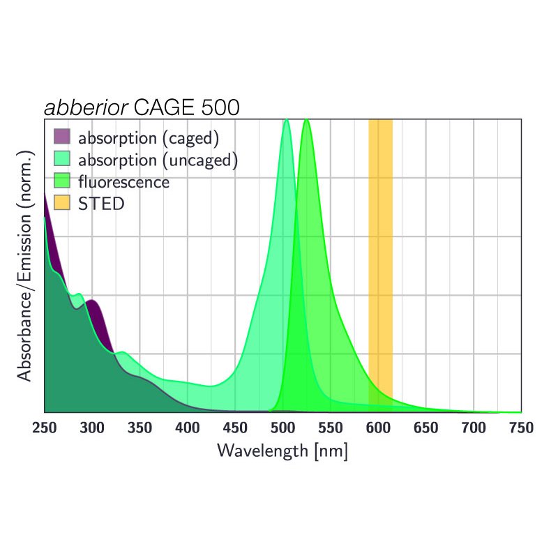 abberior-cage-500-phalloidin-20-lg.jpg