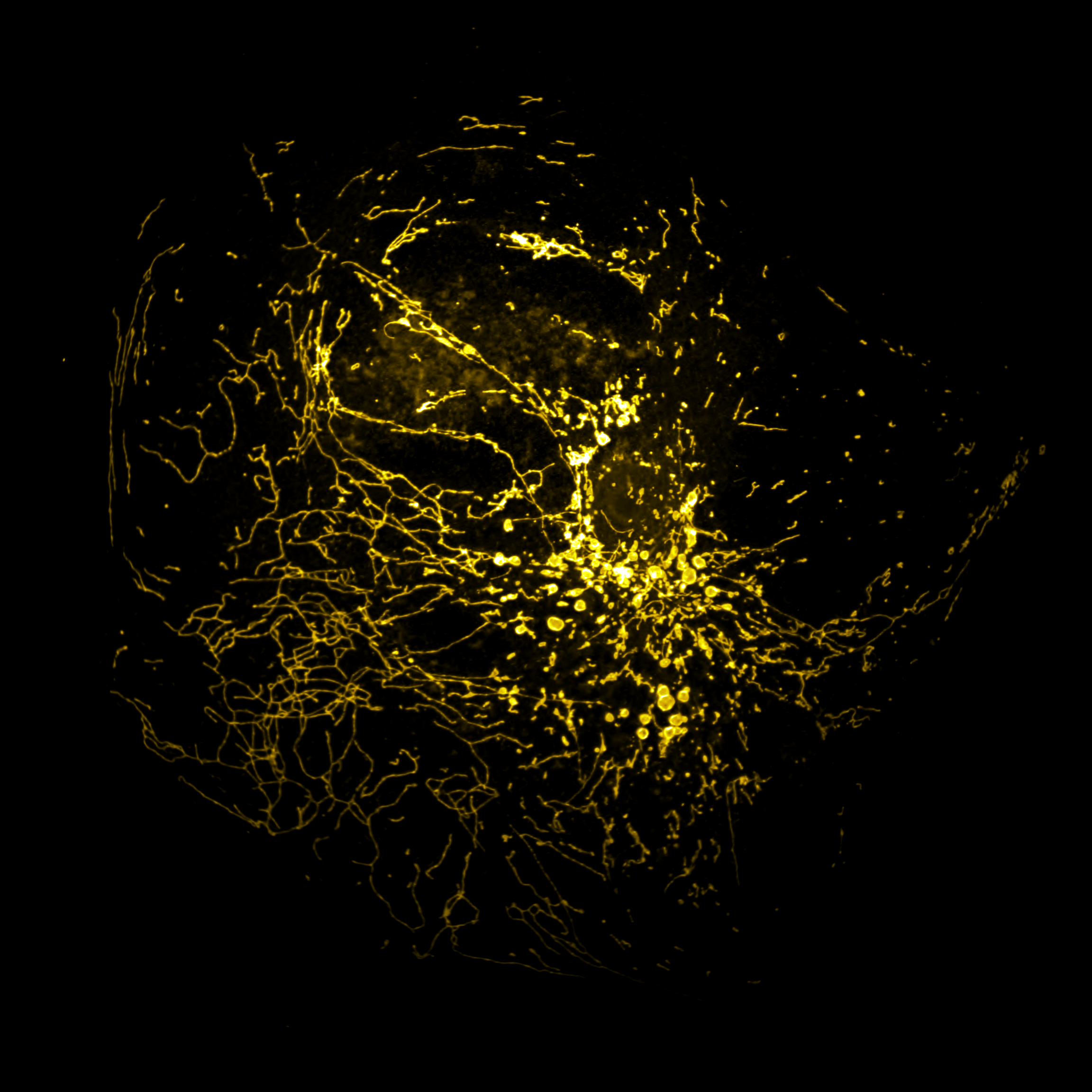 Sunbloss®️四色荧光标准样品